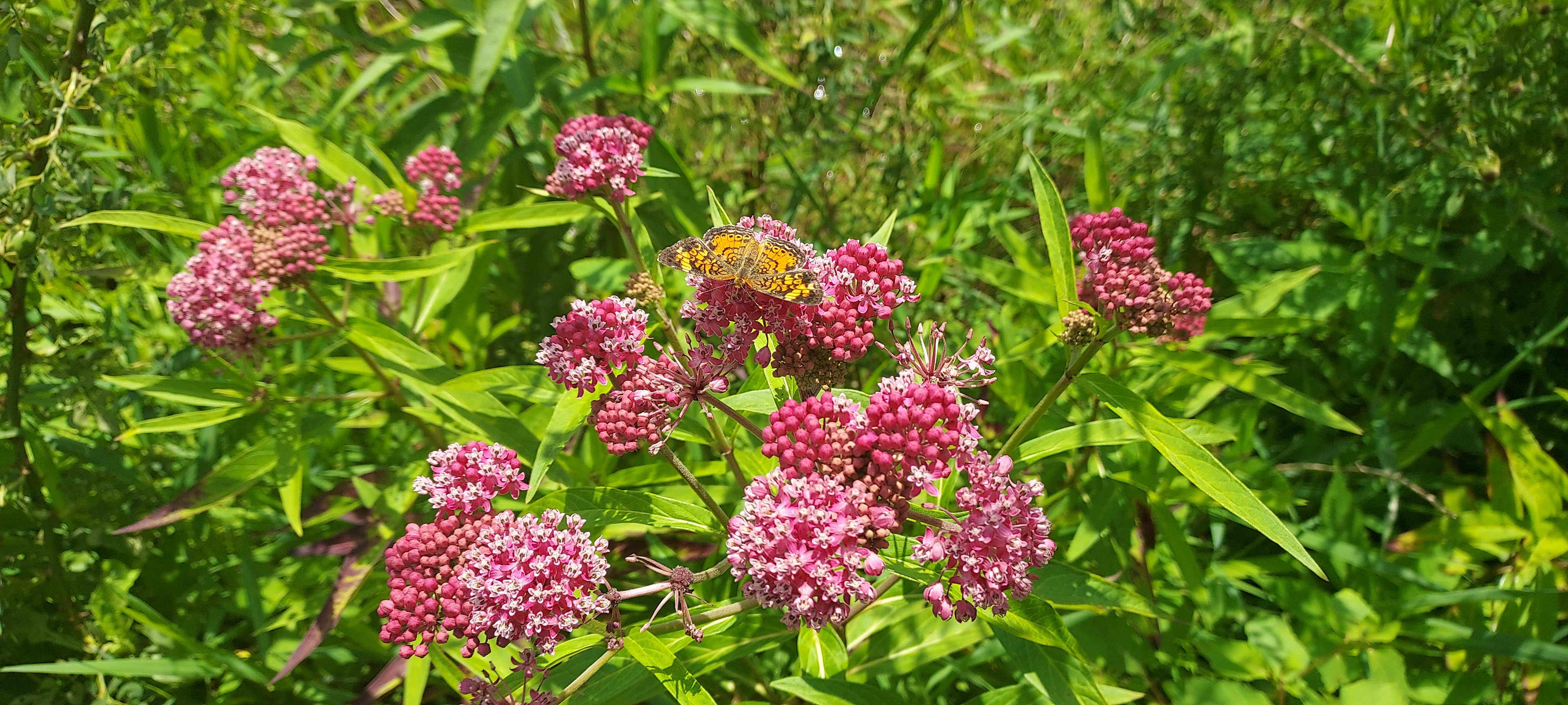 A cluster of vibrant pink swamp milkweed flowers in bloom, surrounded by lush green leaves. An orange-and-black butterfly rests on one of the flower heads, sipping nectar.